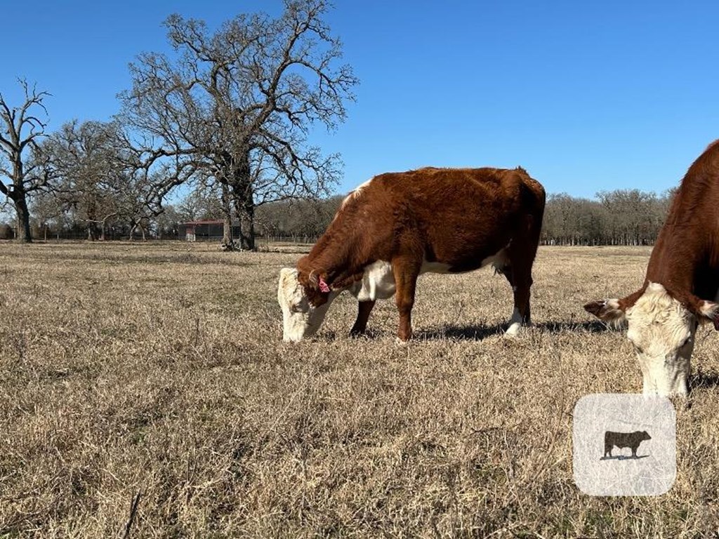 Cattle Range Listing Photo