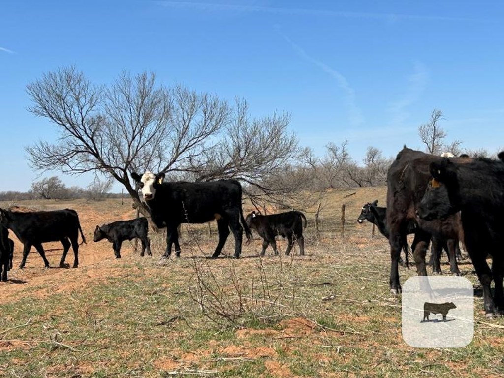 Cattle Range Listing Photo