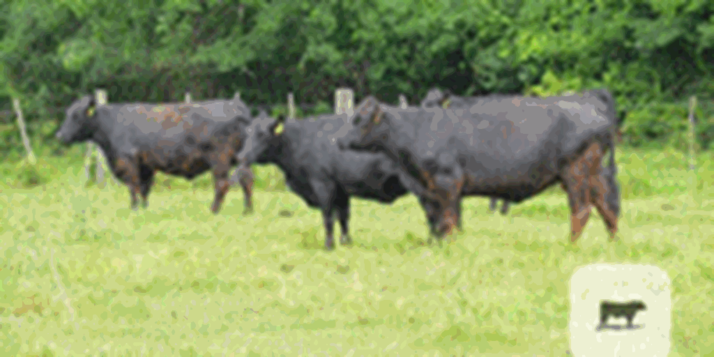 40 Angus Cows... Central TX