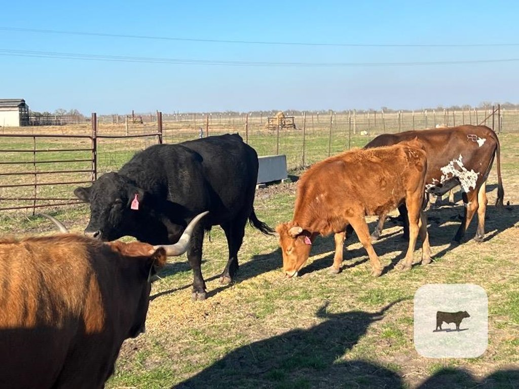 Cattle Range Listing Photo