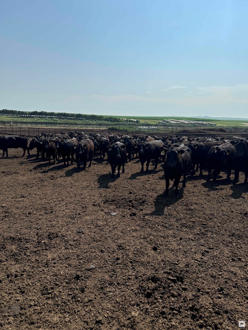 Cattle Range Listing Photo