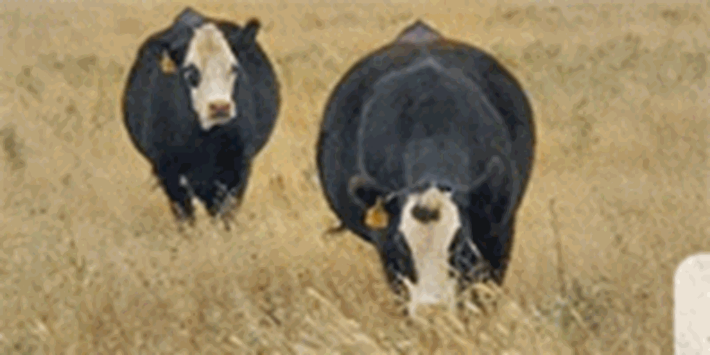 29 Angus/Hereford Bred Heifers... TX Panhandle
