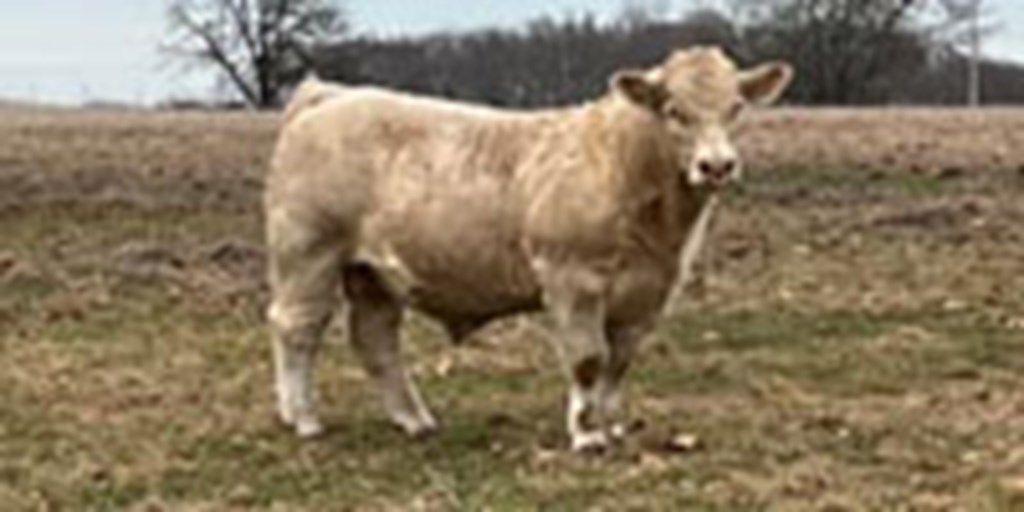 2 Reg. Charolais Bulls... Southwest MO