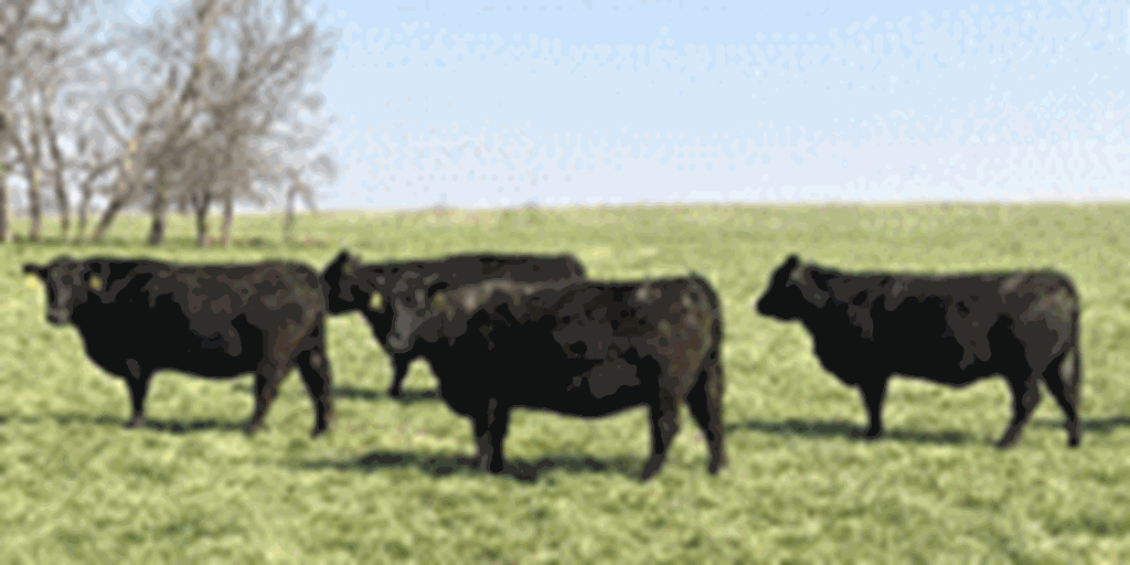 40 Angus & Black Baldy Cows... Southwest MO