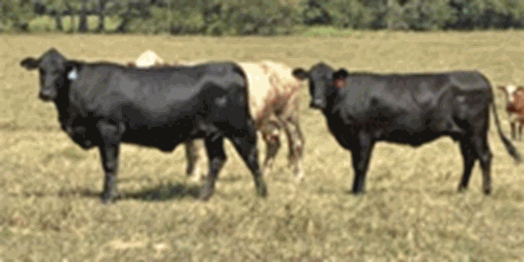 126 Brangus & Crossbred Cows... Southwest AR