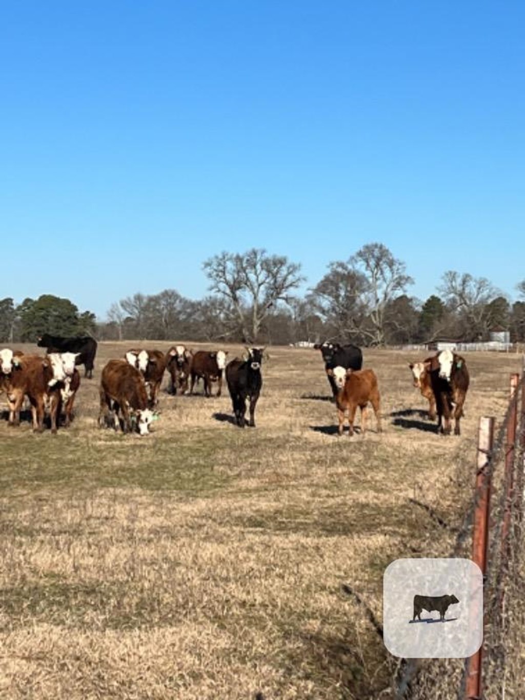 Cattle Range Listing Photo