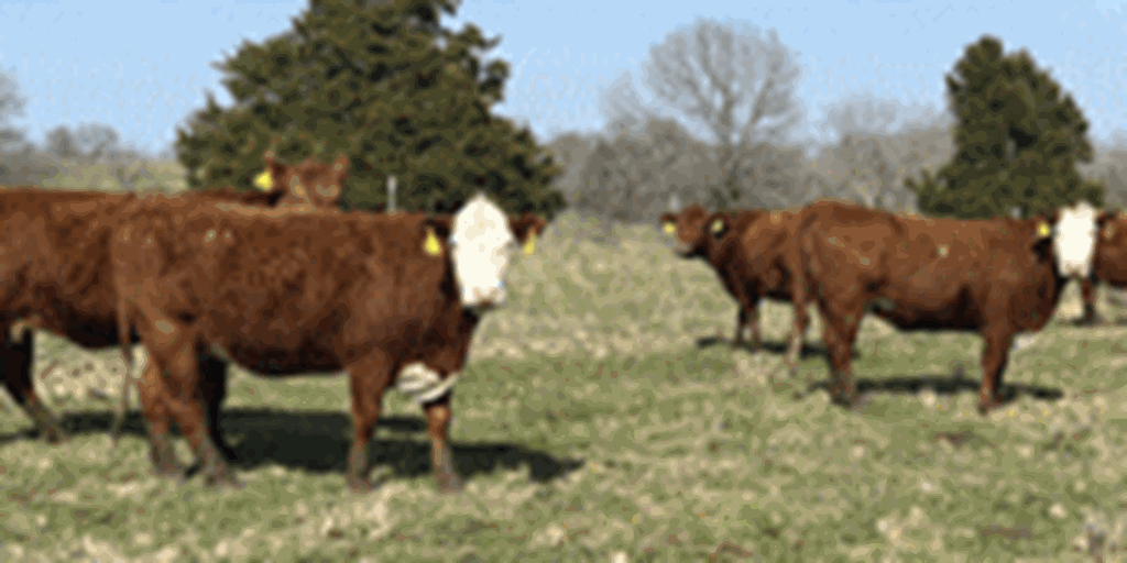 60 Red Angus & RWF Cows... Southwest MO