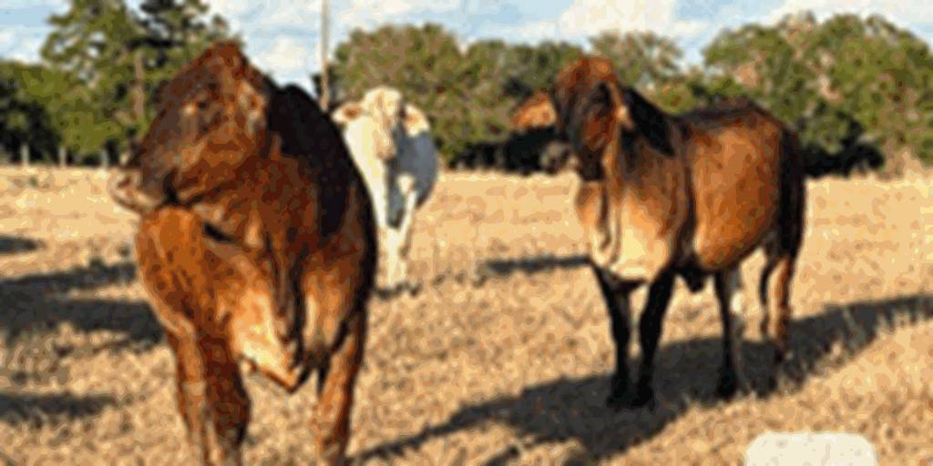20 Brahman Cross Bred Heifers... Southeast TX