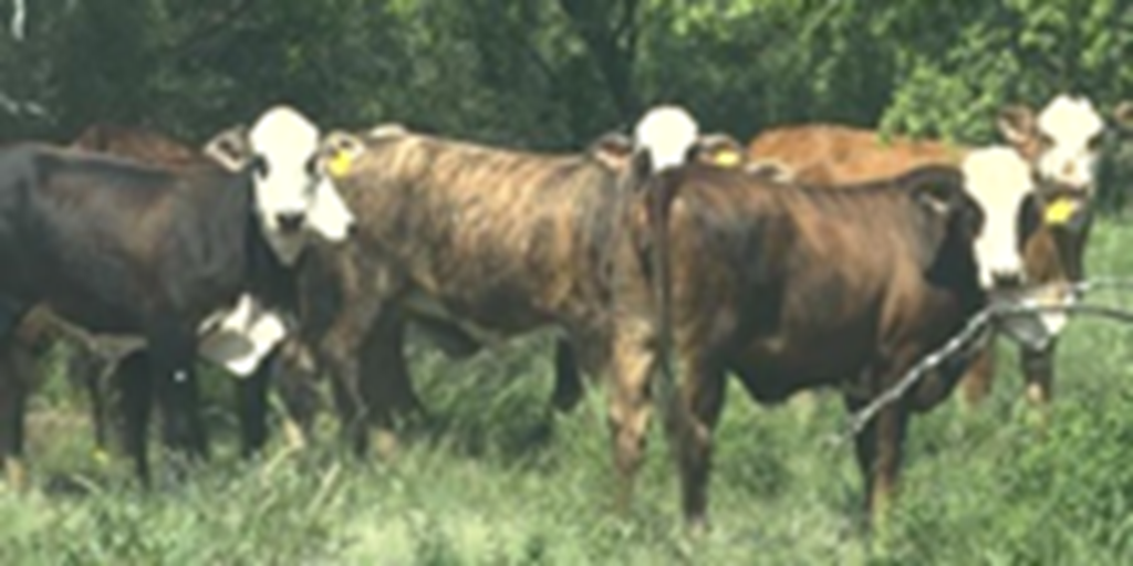 56 Braford/Tigerstripe Bred Heifers... South TX