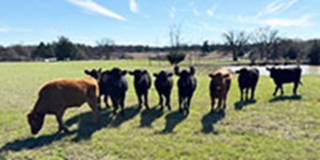 15 Akaushi Feeder Cattle... East TX