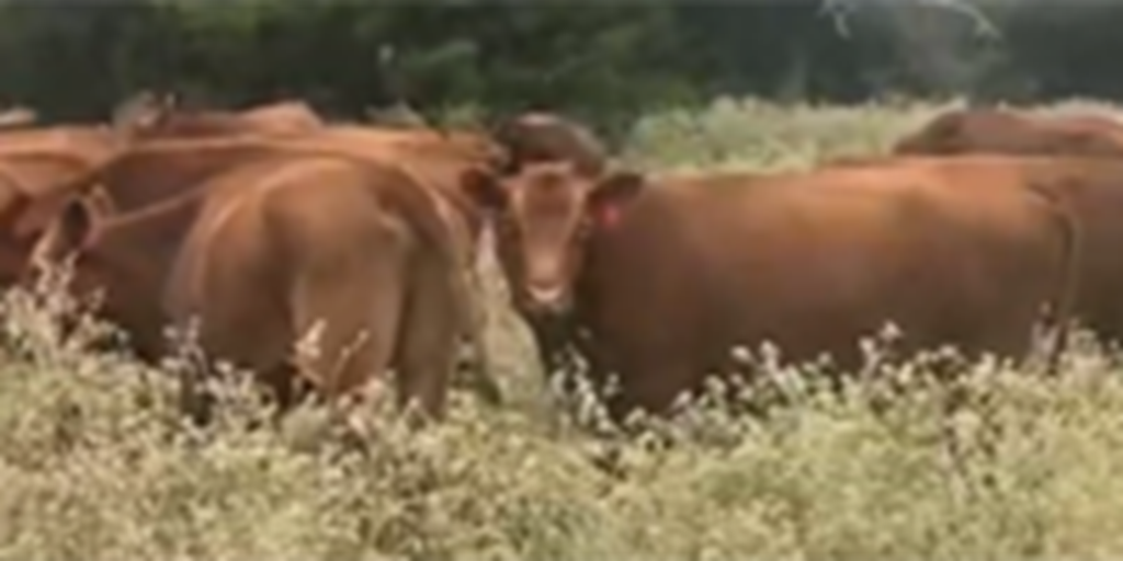 90 Red Angus Cows w/ 23+ Calves... East TX