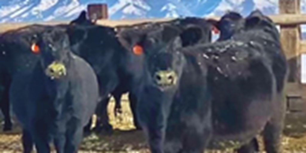 158 Angus Bred Heifers... S. Central MT