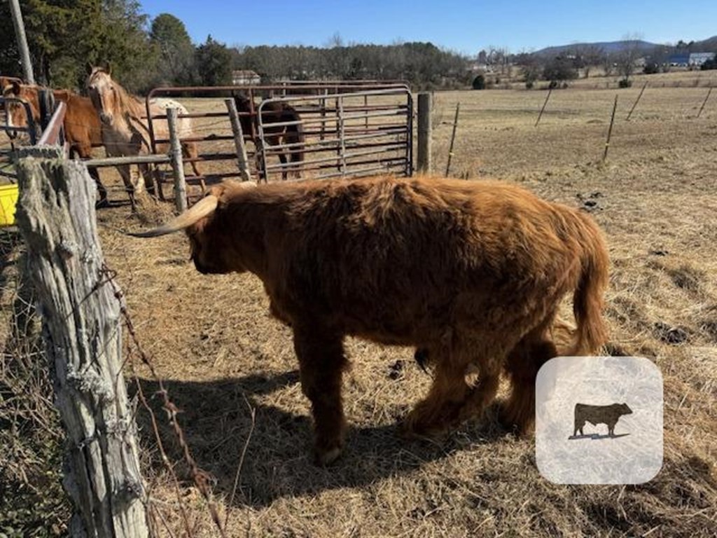 Cattle Range Listing Photo