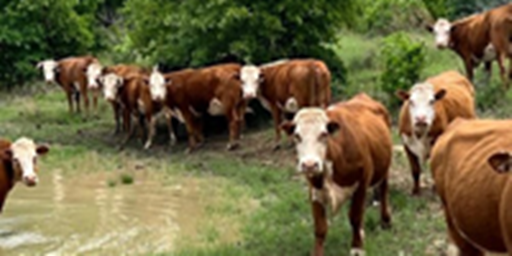 12 Reg. Hereford Cows... S. Central OK