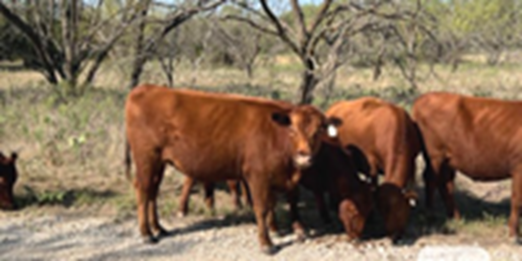 10 Red Angus Bred Heifers... North TX ~ BVD-PI Neg.