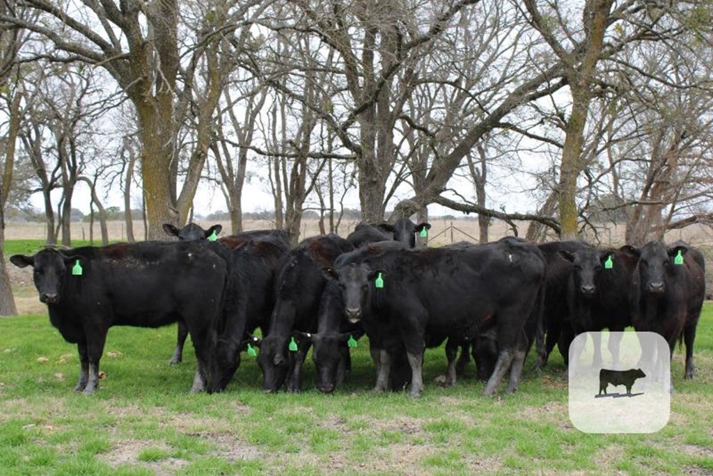 Cattle Range Listing Photo