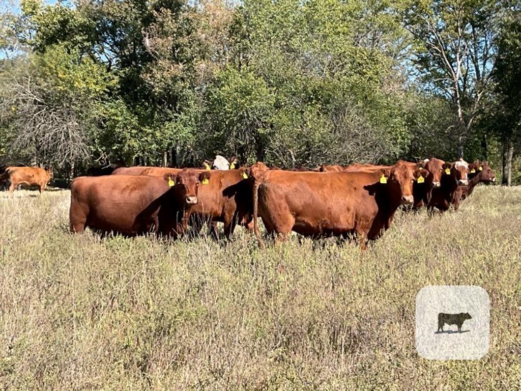 Cattle Range Listing Photo