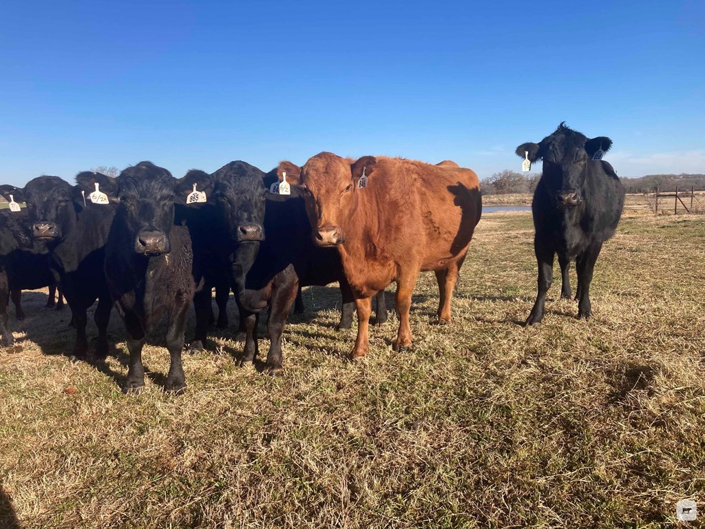 Cattle Range Listing Photo