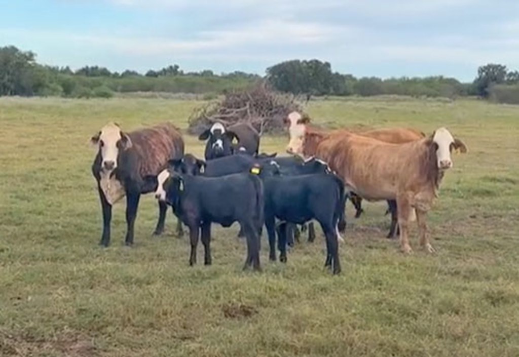 Cattle Range Listing Photo