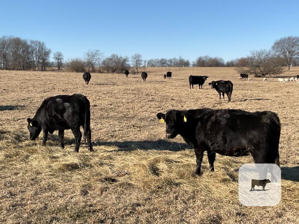 Cattle Range Listing Photo