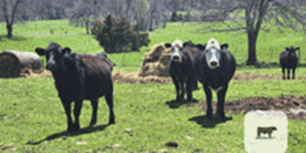 120	Angus Cross Cows... Central MO