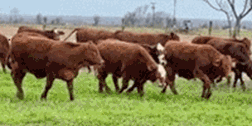 70 Beefmaster, Beefmaster Cross, Santa Gertrudis & Santa Gertrudis Cross Rep. Heifers... Central TX
