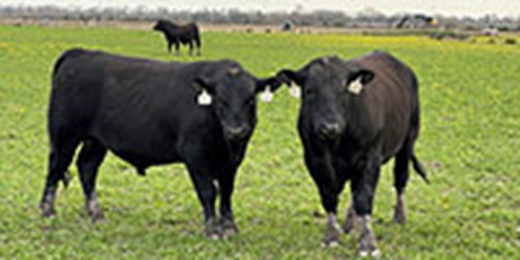 5 Reg. Angus Bulls... Southwest LA