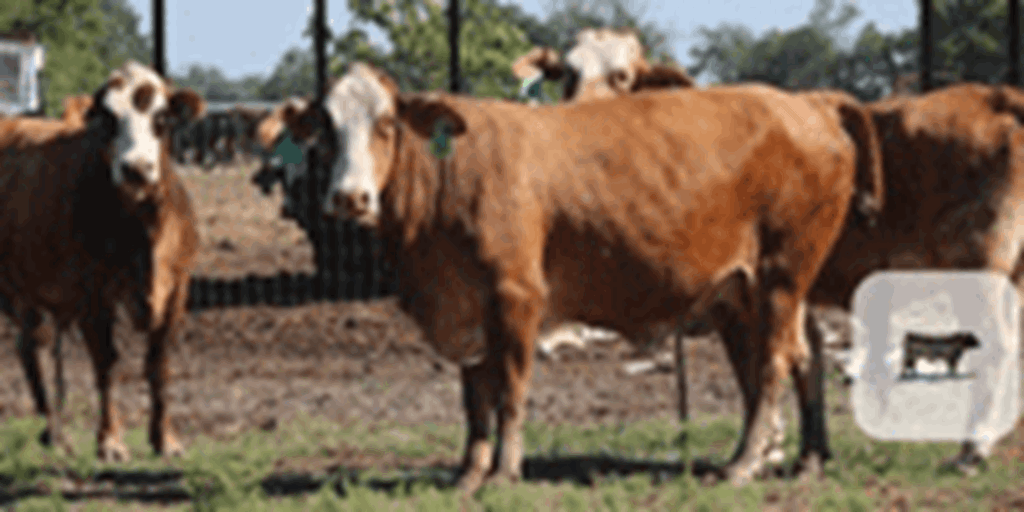 25 Braford/Tigerstripe Cows... Northeast TX