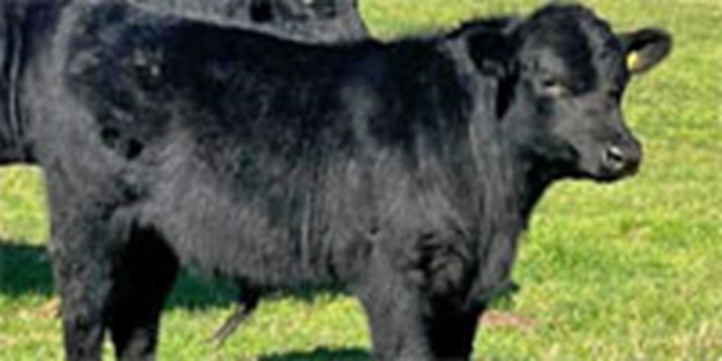 1 Angus Bull Calf... Central TX
