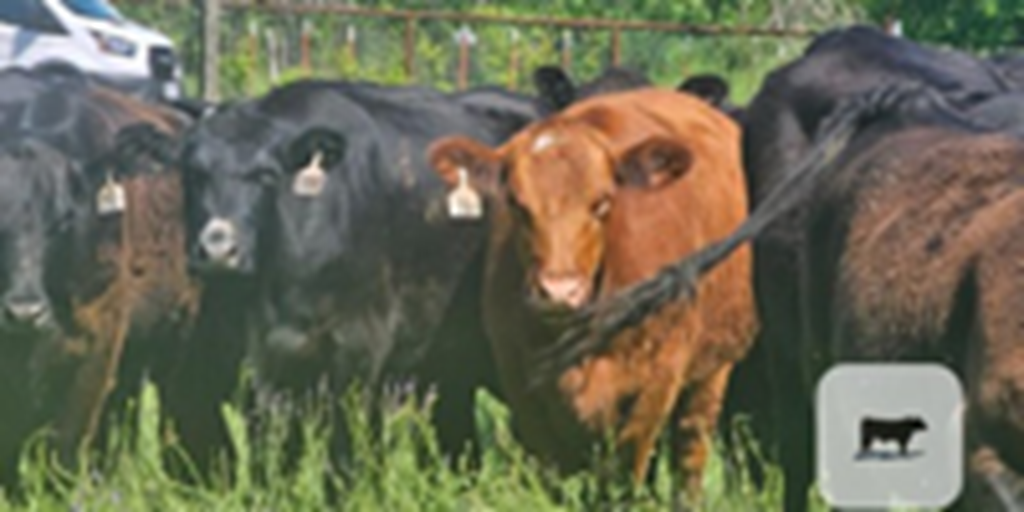 90 Angus & Angus Plus Cows w/ 35+ Calves... N. Central TX
