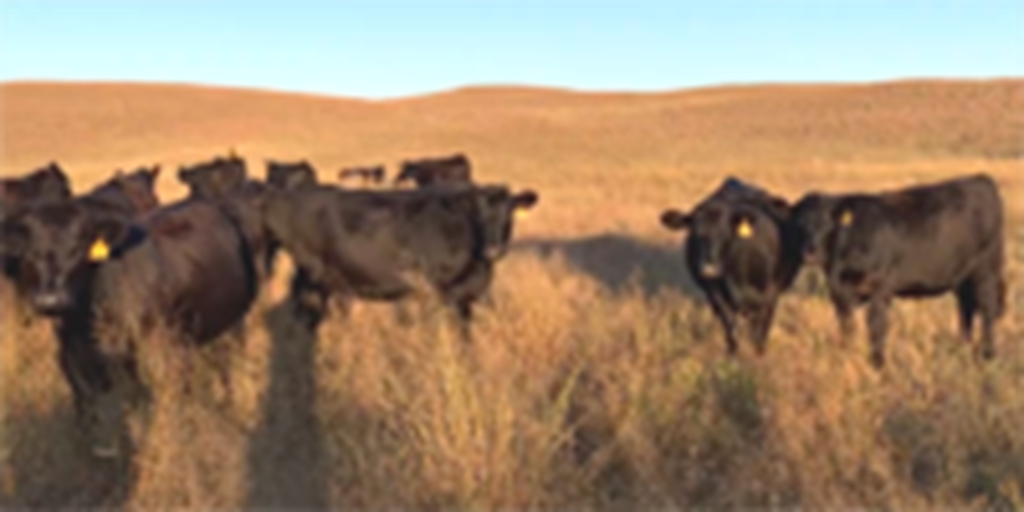 600	Angus & BWF Bred Heifers... N. Central NE