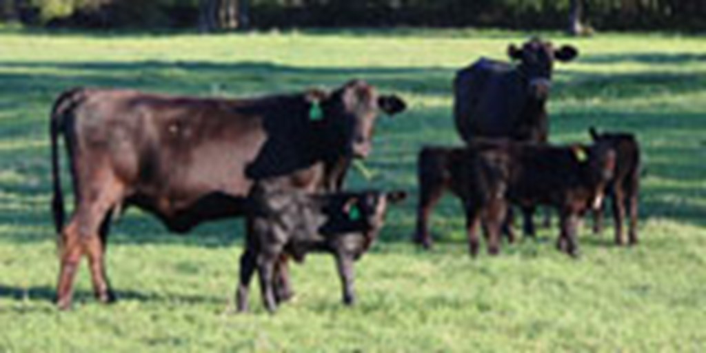 42 Angus Plus Cows w/ 22+ Calves... Central TX