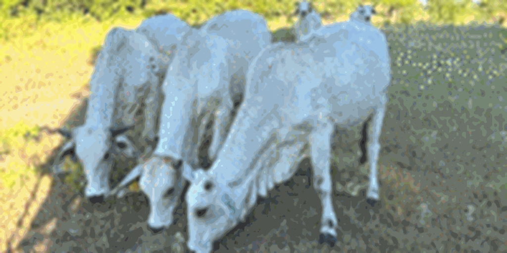 90 F1 Braford, Brangus, & Brahman Cows w/ 55+ Calves... Northwest LA