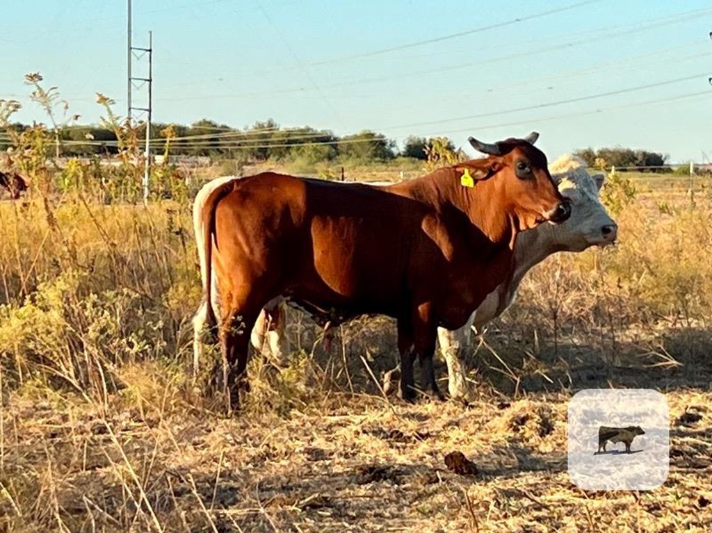 Cattle Range Listing Photo