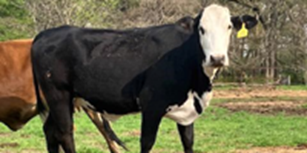 1 Brangus Baldy Cow... Northeast TX