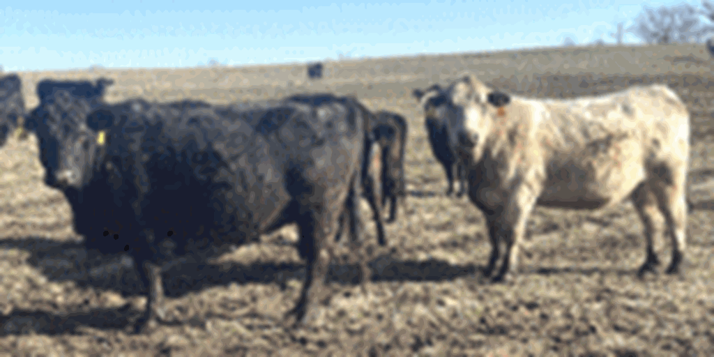 55 Angus & BWF Cows... Southwest MO
