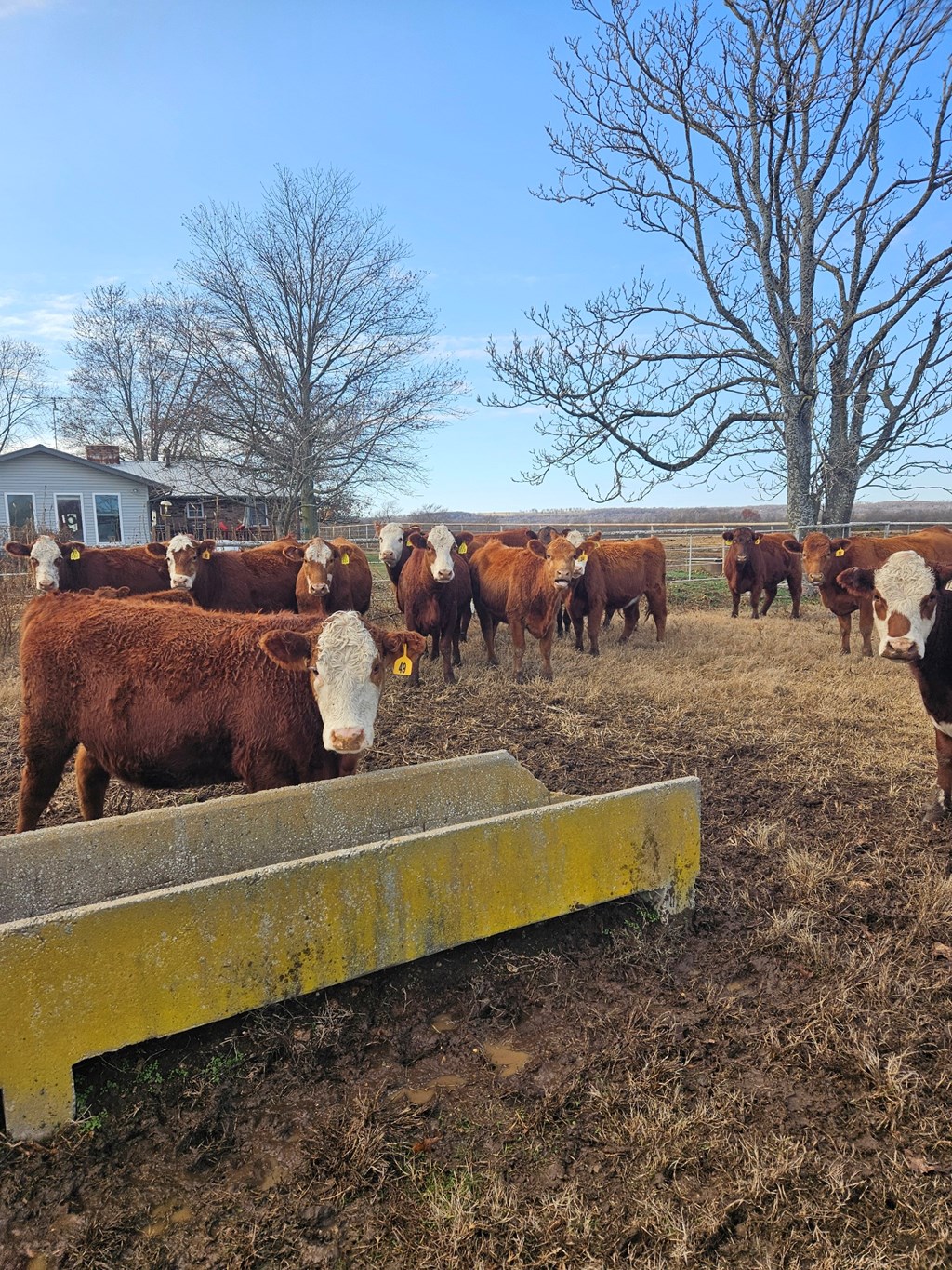 Cattle Range Listing Photo