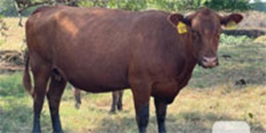 50 Reg. Red Angus Cows... Northeast TX