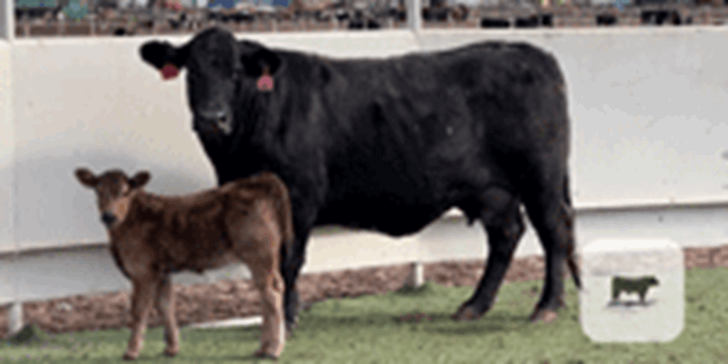 1 Pregnant Recipient Cow w/ Reg. Beefmaster Heifer Calf... Central TX