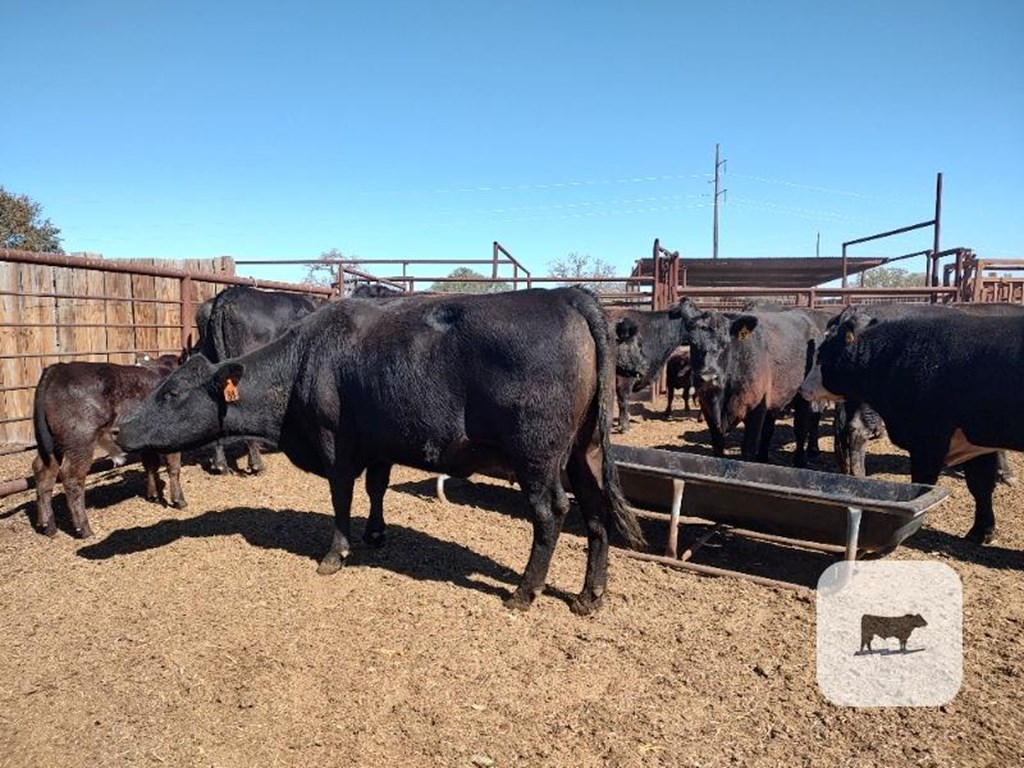 Cattle Range Listing Photo