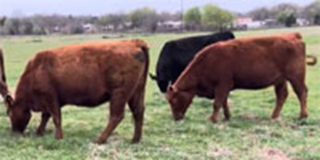 7 Red Angus Bred Heifers... Central TX