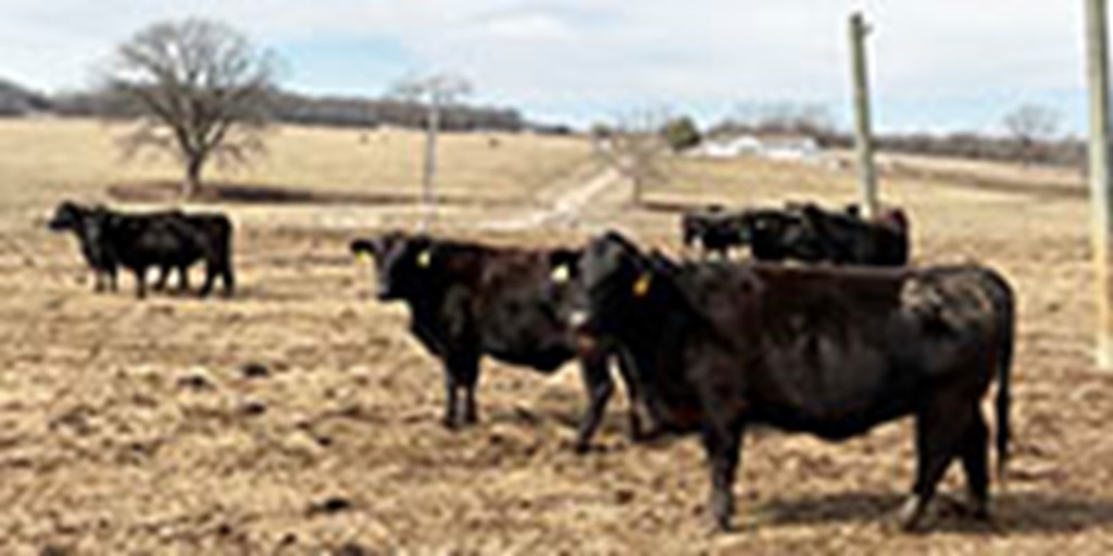 40 Angus, BWF, Red Angus, RWF, & Charolais Cross Cows... Southwest MO