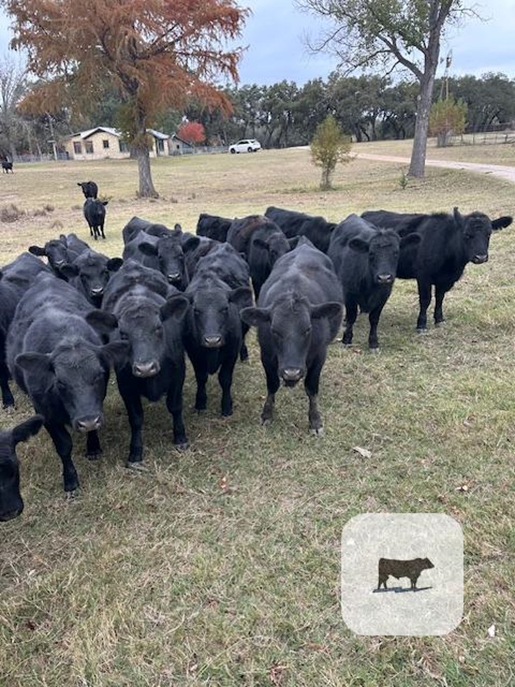 Cattle Range Listing Photo