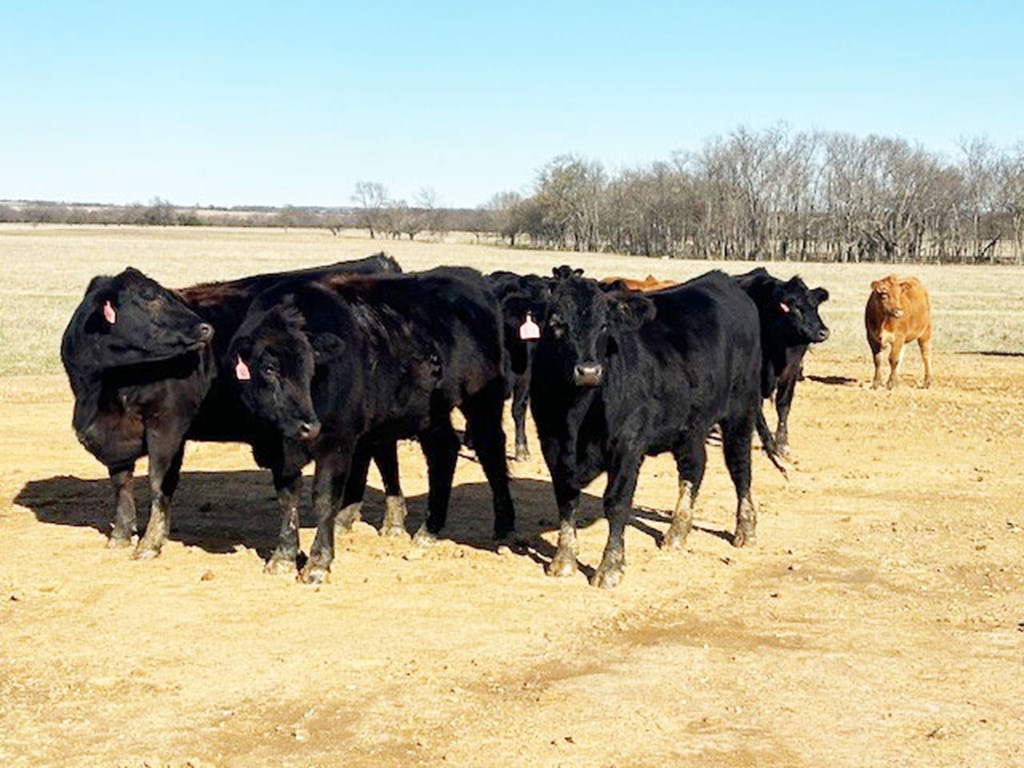 Cattle Range Listing Photo