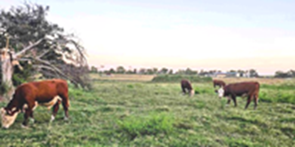 8 Reg. Polled Hereford Bulls... Central TX