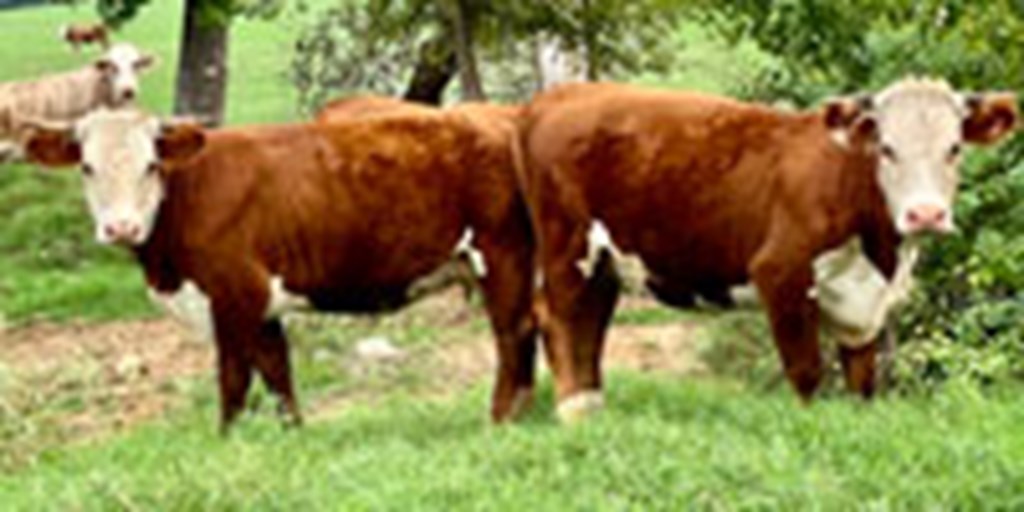 23 Hereford 1st-Calf Heifers w 3+ Calves... East TX