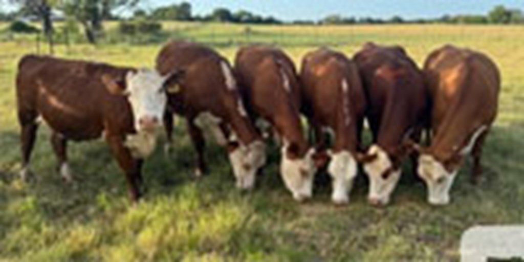 6 Reg. Hereford Cows w/ 1+ Calves... Northeast TX