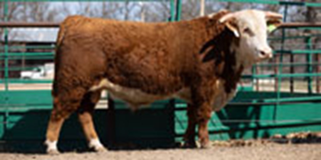 15 Hereford Bulls... Southwest MO