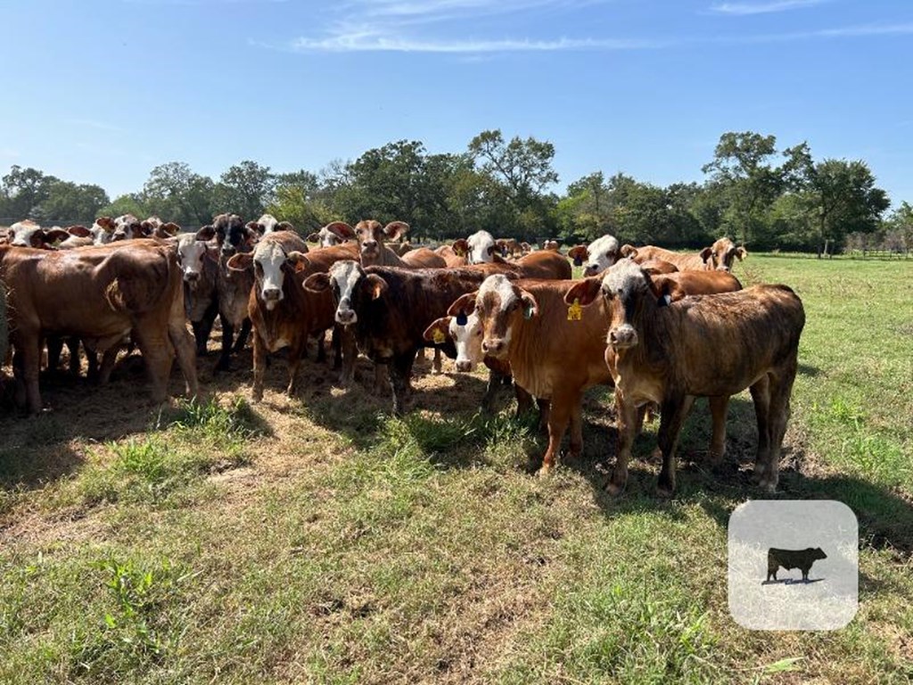 Cattle Range Listing Photo