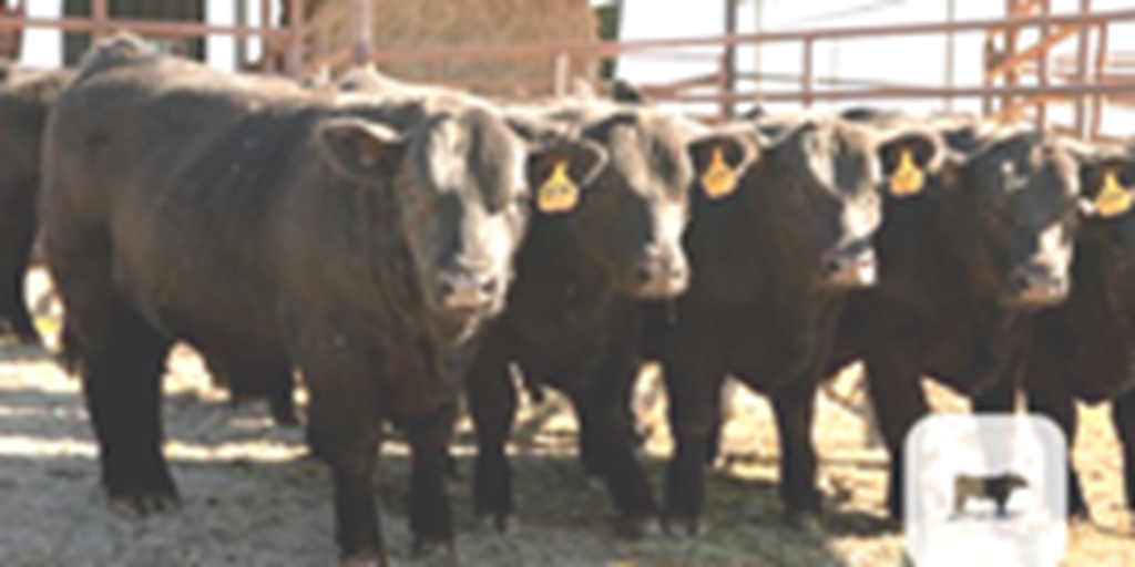 15 SimAngus Bulls... Southwest MO